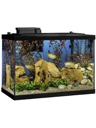 fish walmart com