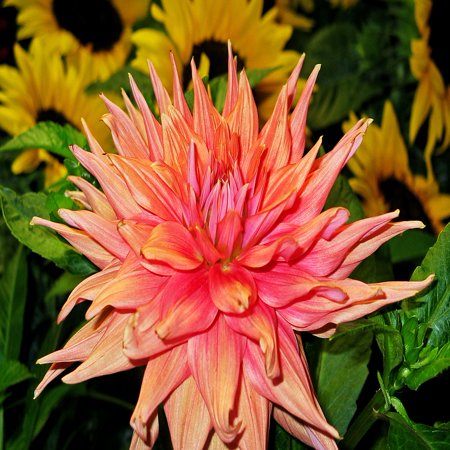 - LAMINATED POSTER Pink Bloom Dahlia Flower Flora Blossom Petals Poster Print 24 x 36