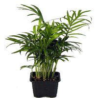Hirt's Victorian Parlor Palm - Chamaedorea  - 4" Pot - Live Plant