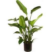 Delray Plants White Bird of Paradise (Strelitzia nicolai) Easy To Grow Live House Plant, 10-inch Grower Pot