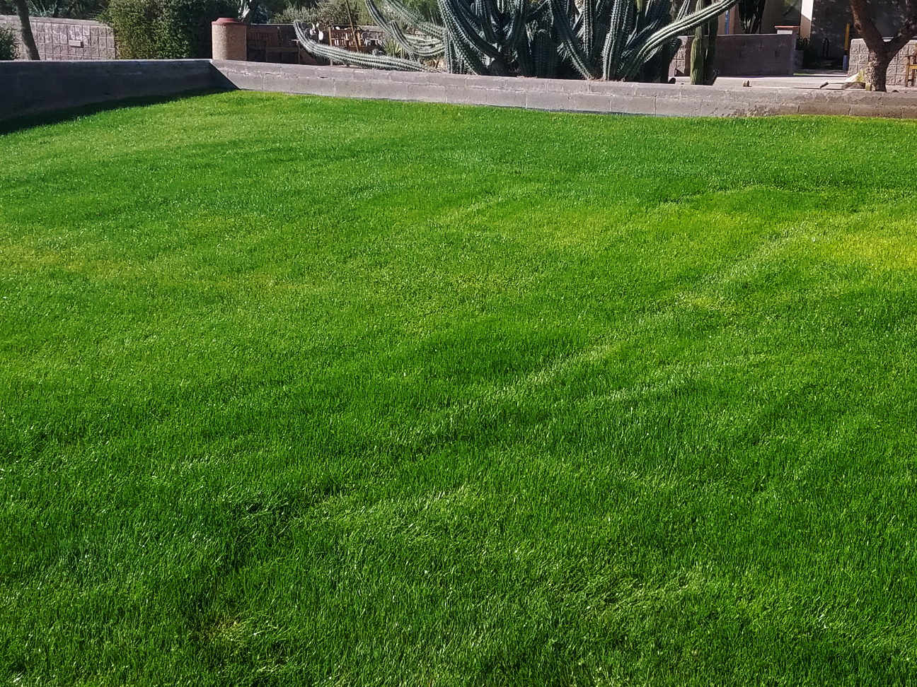 Perennial Rye Seed,Traffic tolerant turf,quick germination,and low maintena...