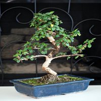 9GreenBox - Fukien Tea Bonsai, Medium