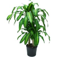 Delray Plants Mass Cane (Dracaena fragrans) Corn Plant Easy to Grow Live House Plant, 10-inch Grower’s Pot