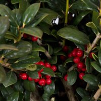 Dwarf Burford Holly (Ilex Cornuta), Evergreen Shrub