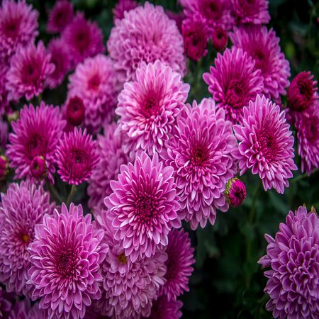 Purple Flower Pictures iPhone XS Max Plastic Case Cover with Purple Flower Floral Purple Flowers Picture Printed on it. ()