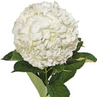 Natural Fresh Flowers - White Hydrangeas, 40 Stems
