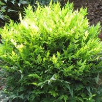 Lemon Lime Nandina | Southern Living Plant Collection