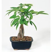 Bonsai Trees 9greenbox Live 10 12 Money Tree Bonsai