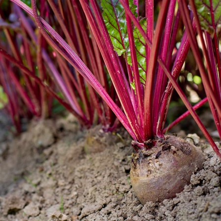 Early Wonder Tall Top - Early Wonder Tall Top Beet Seeds - 5 Lb - Non-GMO, Heirloom - Vegetable Garden, Microgreens, Root Crops