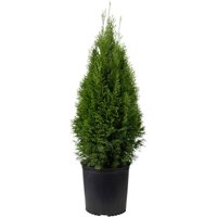 Emerald Green Arborvitae | Evergreen Shrub/Tree - Live Landscaping Plants