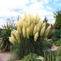 White Pampas Grass Plant - Cortaderia selloana - 4" Pot