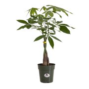 Bonsai Trees United Nursery Pachira Braid Bonsai Tree Aquatica Money Plant Live Outdoor Indoor 8 Tall