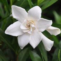 Frost Proof Gardenia | Live Evergreen Shrub - White Fragrant Blooms
