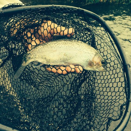 Fly Fishing Trout Prints - LAMINATED POSTER Fish Trout Grunge Net Catch Fly Fishing Fresh Poster Print 24 x 36