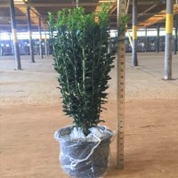 Japanese Holly Sky Pencil (Ilex crenata) - Evergreen Shrub