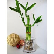 lucky bamboo plants