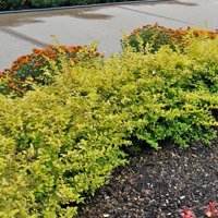 Sunshine Ligustrum | Live Evergreen Shrub with Golden Foliage