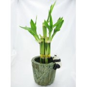 lucky bamboo plants