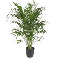 Delray Plants Cat Palm (Chamaedorea cataractarum) Easy to Grow Live House Plant, 10-inch Grower Pot