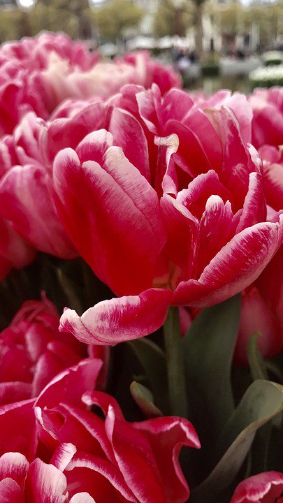 - LAMINATED POSTER Plant Tulip View Flowers Red Poster Print 24 x 36