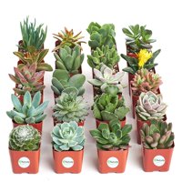 Shop Succulents Unique Succulent (Collection of 20)