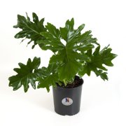 Live Indoor Plants - 