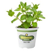 Live House Plants Bonnie Plants Sweet Mint Live Plant