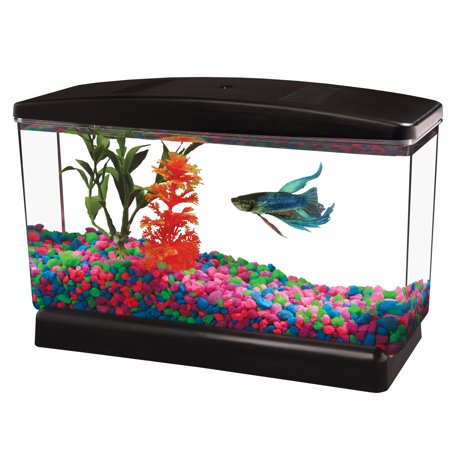 Aqua Culture 0.5-Gallon Fish Tank (Best Freshwater Aquarium Fish)