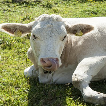 - iPhone XS Max Plastic Case Cover with ALM Cow Animal White Nature Cattle Mammal Picture Printed on it.