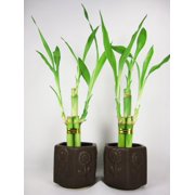 lucky bamboo plants