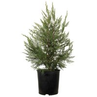 Leyland Cypress Evergreen Tree