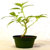 9GreenBox - Night Blooming Jasmine - 4'' Pot