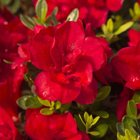 Green Azalea - Encore Azalea Autumn Bonfire | Red Blooms - Live Evergreen Shrub