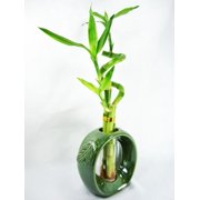 lucky bamboo plants