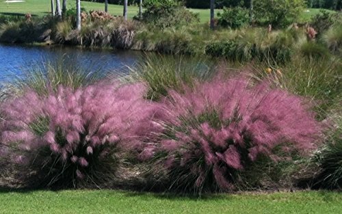 - Pink Muhly Grass Plant in a 4 Inch Container