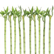 lucky bamboo plants
