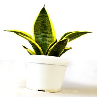 9GreenBox - Superba Robusta Snake Plant - 4" Pot