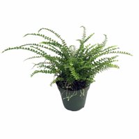 Lemon Button Fern - 4" Pot - Nephrolepis cordifolia Duffii - Live Plant
