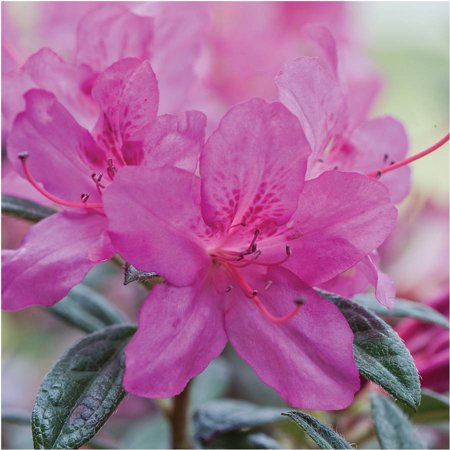 Green Azalea - Encore Azalea Autumn Amethyst | Lavender Blooms | Live Evergreen Shrub