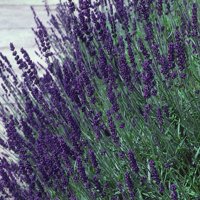 Hidcote Blue Lavender Herb - Calming - Live Plant - Quart Pot