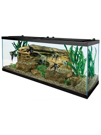 fish walmart com