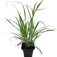 Ohio Grown Lemon Grass Plant - Cymbopogon - Also Repels Mosquitos - 4" Pot