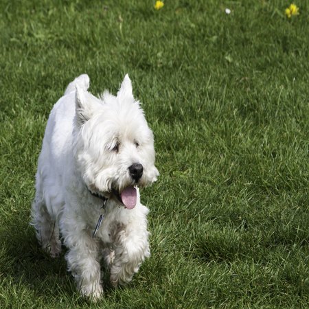 - LAMINATED POSTER West Highland White Terrier Dog West Highland Terrier Poster Print 24 x 36