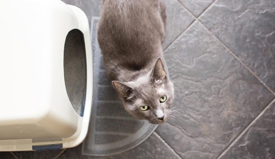 Small E Hidden Litter Box Solutions For Cat Parents Small E Hidden Litter Box Solutions For Cat Parents