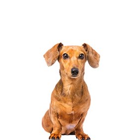 pet supplies walmart com